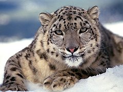 Snow Leopard